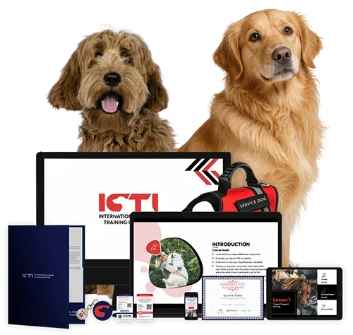 ICTI Service Dog Training Bundle - featuring training materials, certificate, digital ID card, and ADA compliance badge